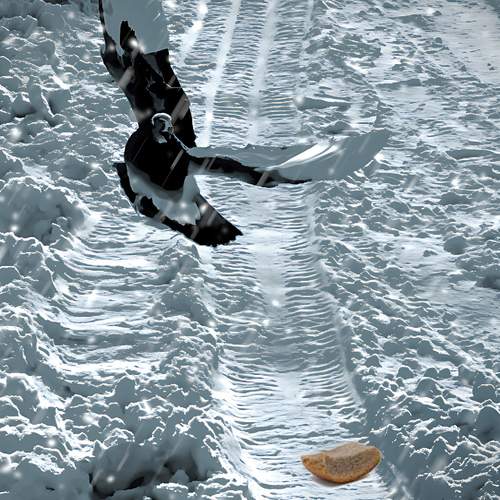 Photo #13704023