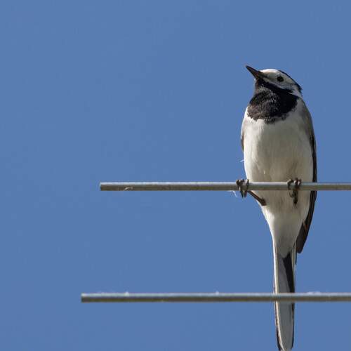 Photo #13704104