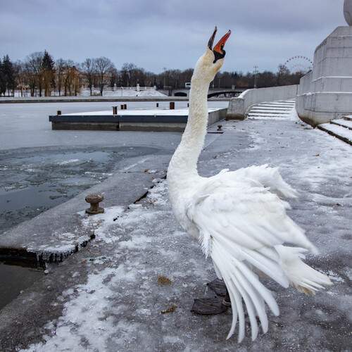 Photo #13704107