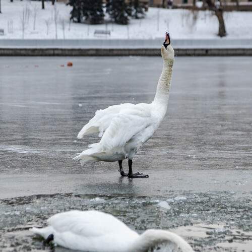 Photo #13704113