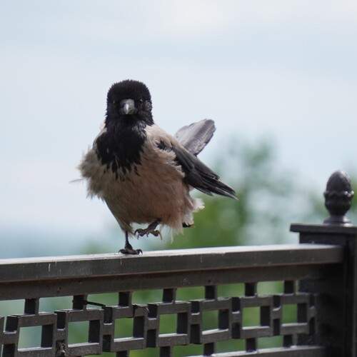 Photo #13704203