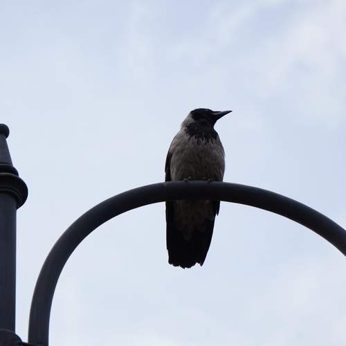 Photo #13704204