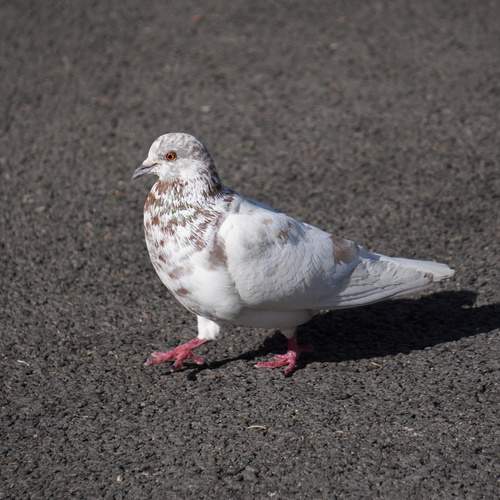 Photo #13704205