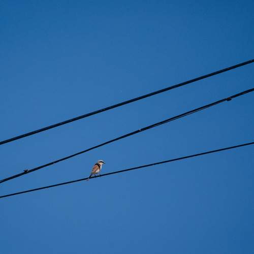 Photo #13704230