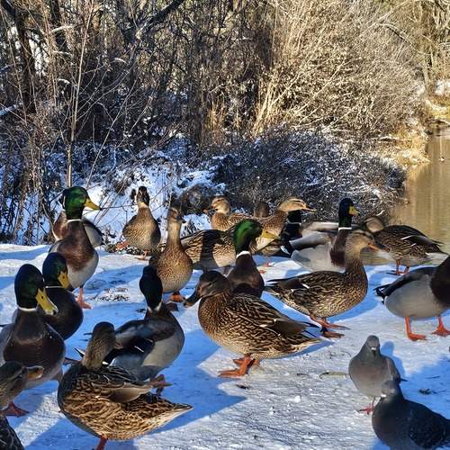 Photo #13704271