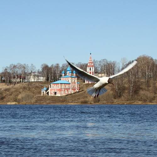 Photo #13704330
