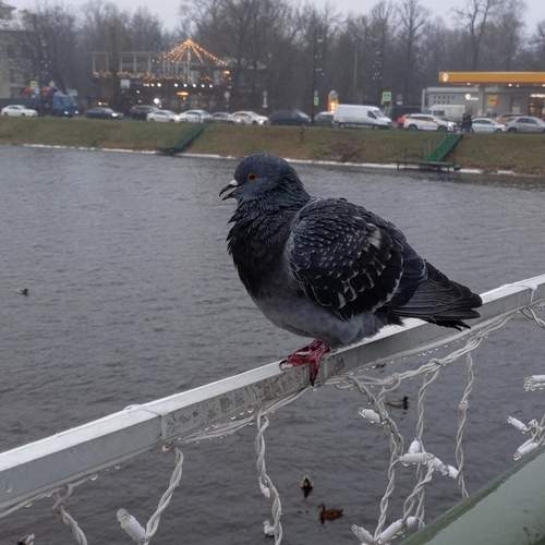Photo #13704447