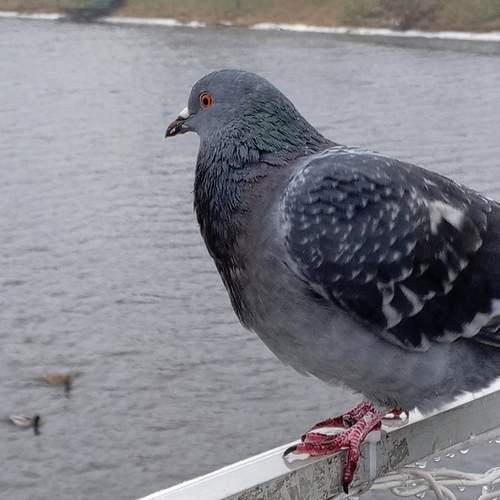 Photo #13704459