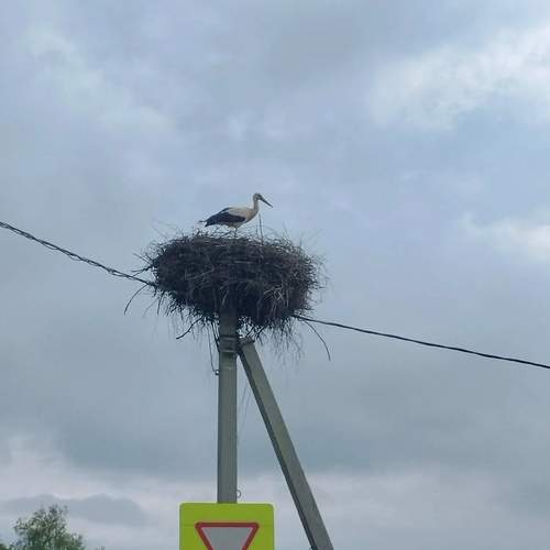 Photo #13704461