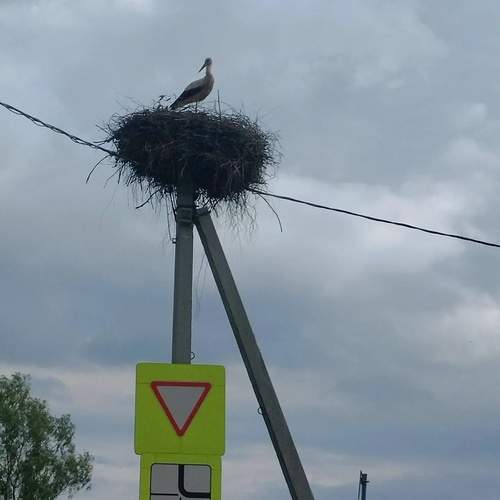 Photo #13704465