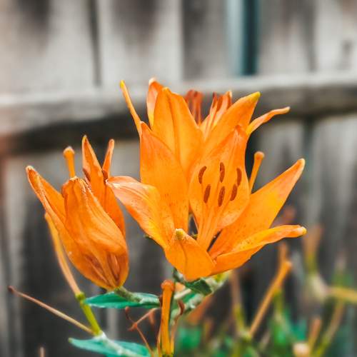 Photo #13704478