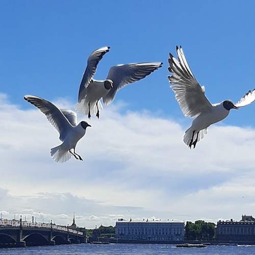 Photo #13704530