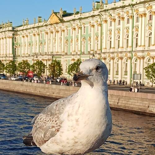 Питерская чайка на Дворцовом мосту