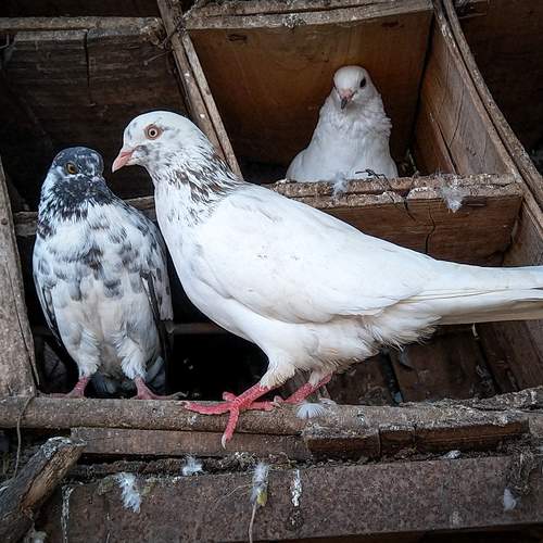 Photo #13704585
