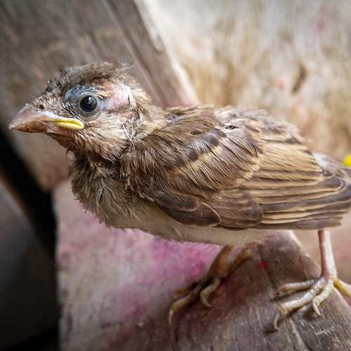 Photo #13704586