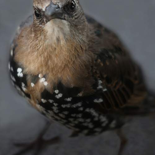 Photo #13704607