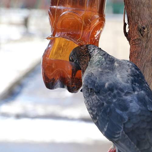 Photo #13704620