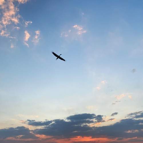 Photo #13704664