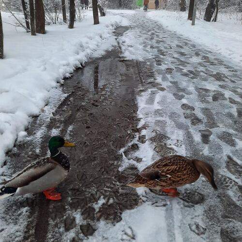 Photo #13704696
