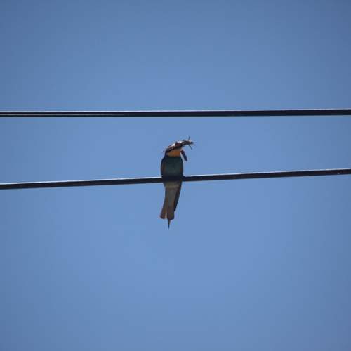 Photo #13704715