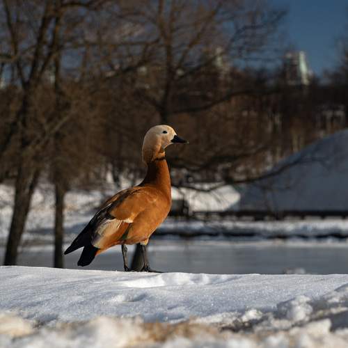 Photo #13704728