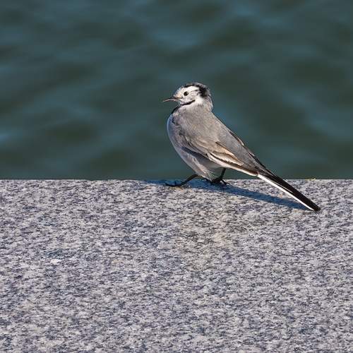Photo #13704733