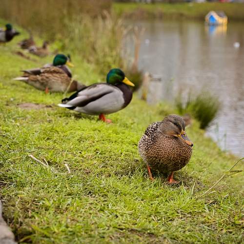 Photo #13704881