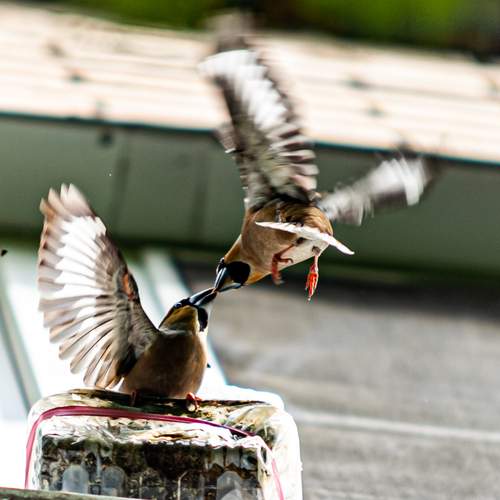 Photo #13704904