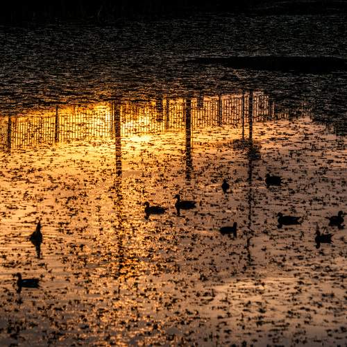 Photo #13705008