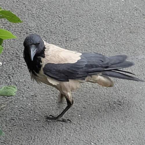 Photo #13705034