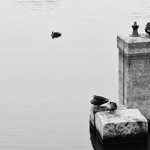 Photo #13705062