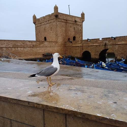 Photo #13705076