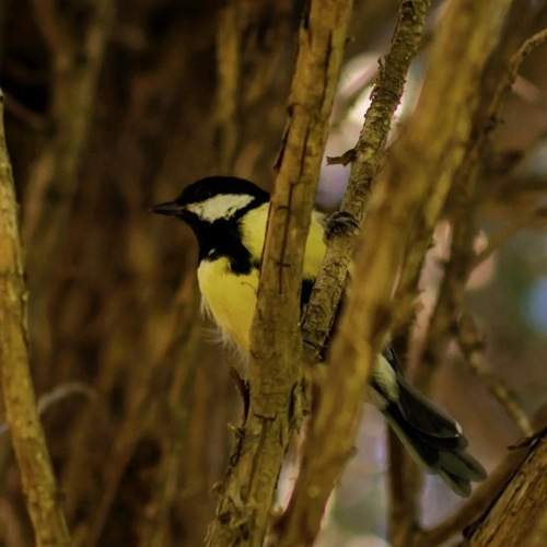Photo #13705084