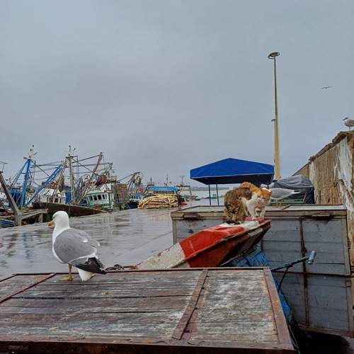 Photo #13705142
