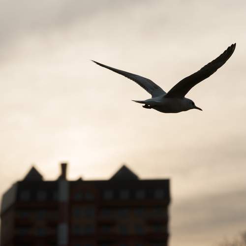Photo #13705224