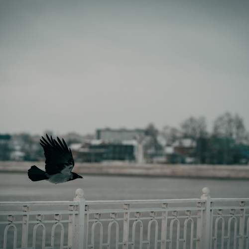 Photo #13705226