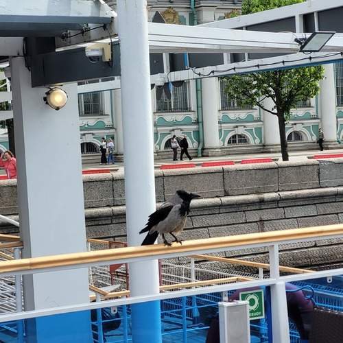 Photo #13705227