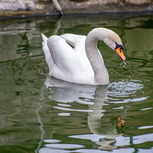 Photo #13705248