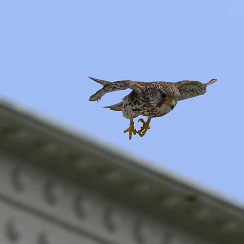 Photo #13705272