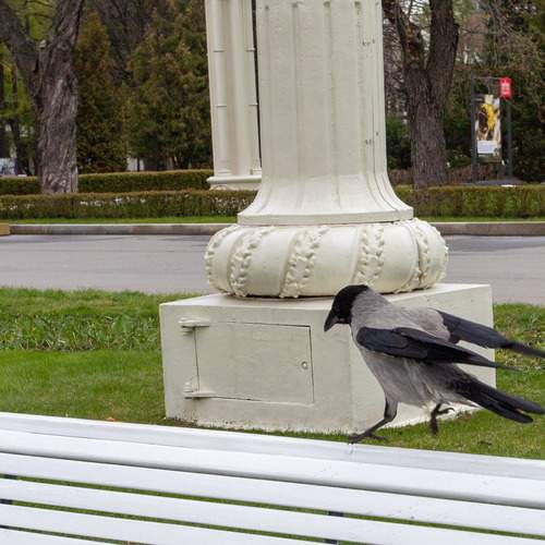 Photo #13705306