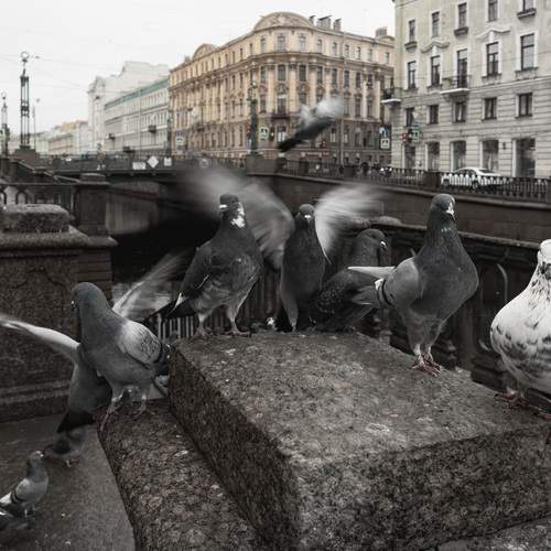 Photo #13705314