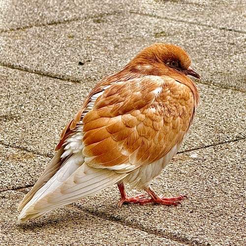 Photo #13705346