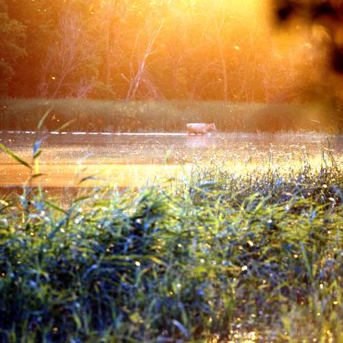 Photo #13705435