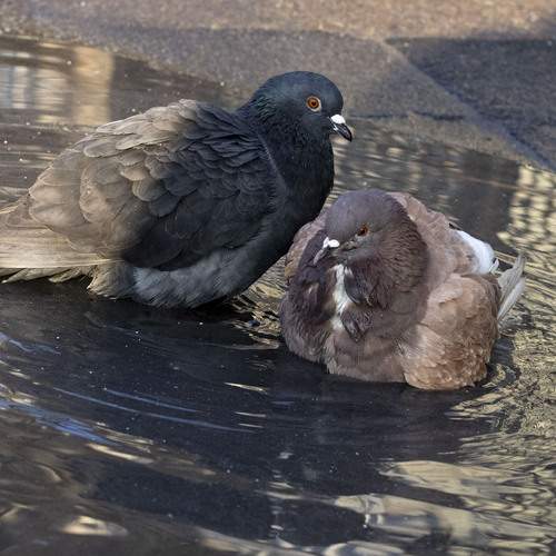Photo #13705454