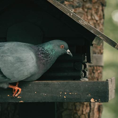 Photo #13705546
