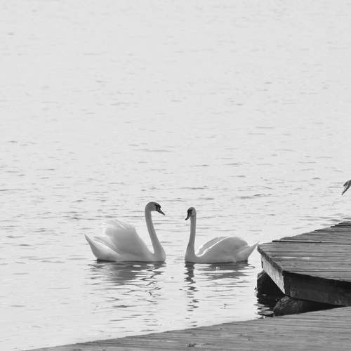 Photo #13705594