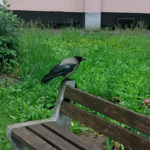 Photo #13705600