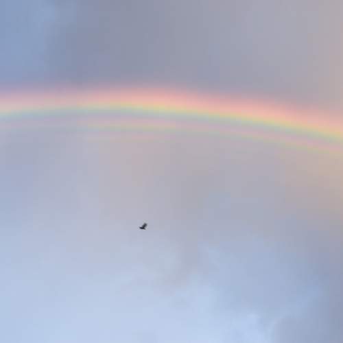 Photo #13705635