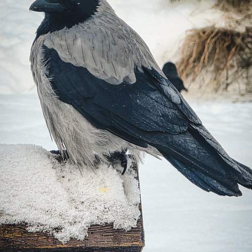 Photo #13705640