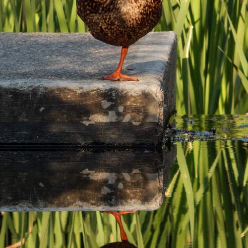 Photo #13705642
